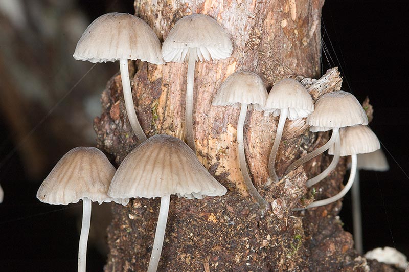 Mycena 'alcalina'